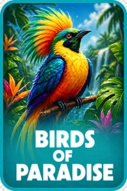 Birds of Paradise